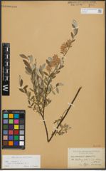 Foto von Salix repens subsp. incubacea (L.) A. Neumann